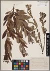 Foto von Salix cinerea L. x Salix viminalis L.